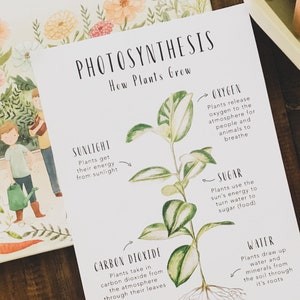 Comment poussent les plantes | Cartes scientifiques | Ressources pour l'école à la maison | Cartes botaniques | Cartes Montessori | Cartes d'apprentissage