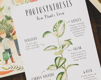 How Plants Grow | Science Cards | Homeschool Resources | Botonical Cards | Montessori Cards | Learning Cards