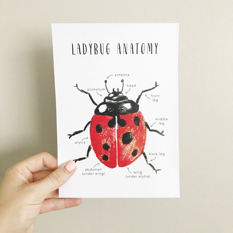 Ladybug Anatomy Printables Homeschool Resources Ladybugs | Etsy