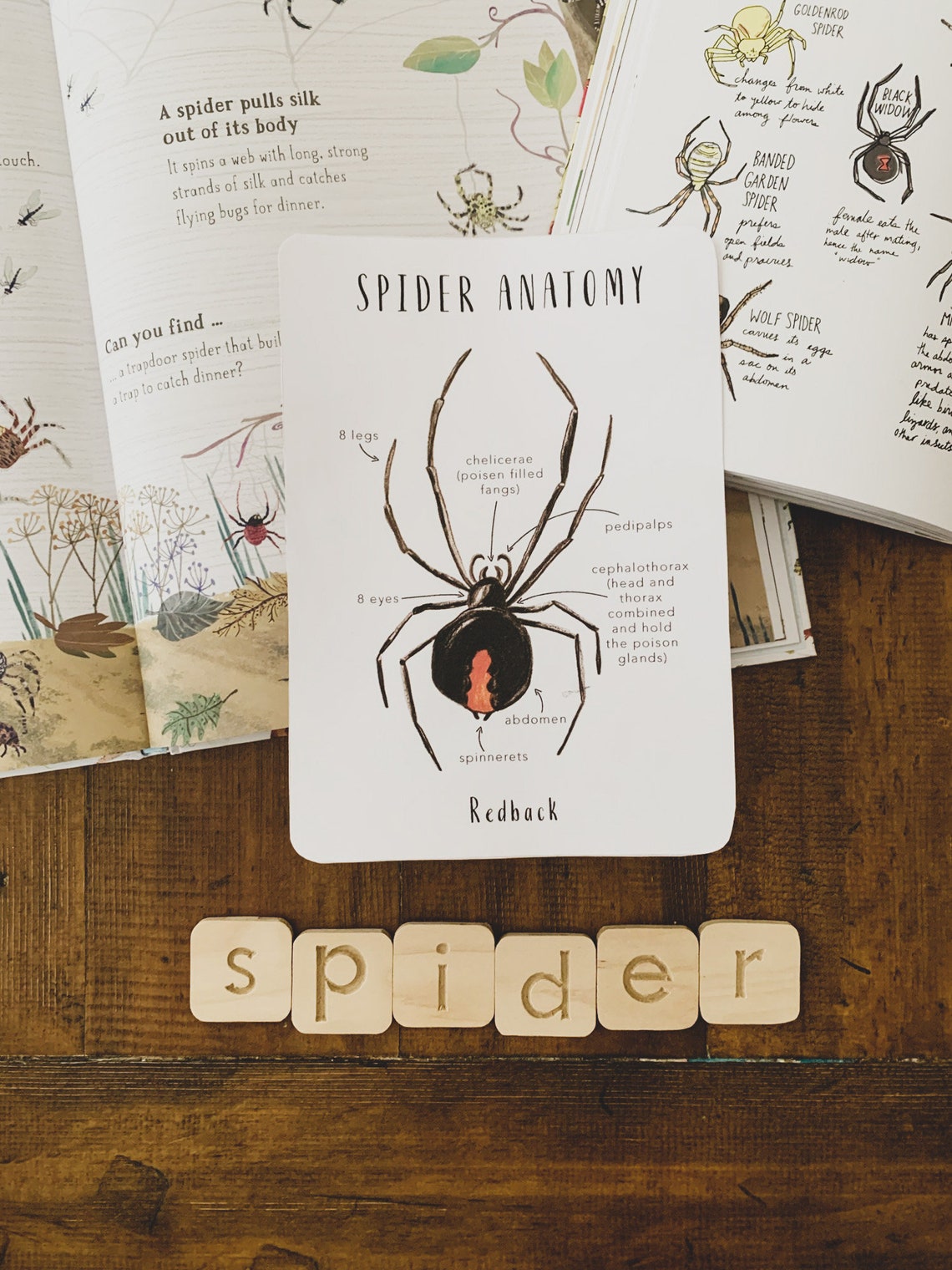 Spider Anatomy Homeschool Printables Homeschool Resources - Etsy