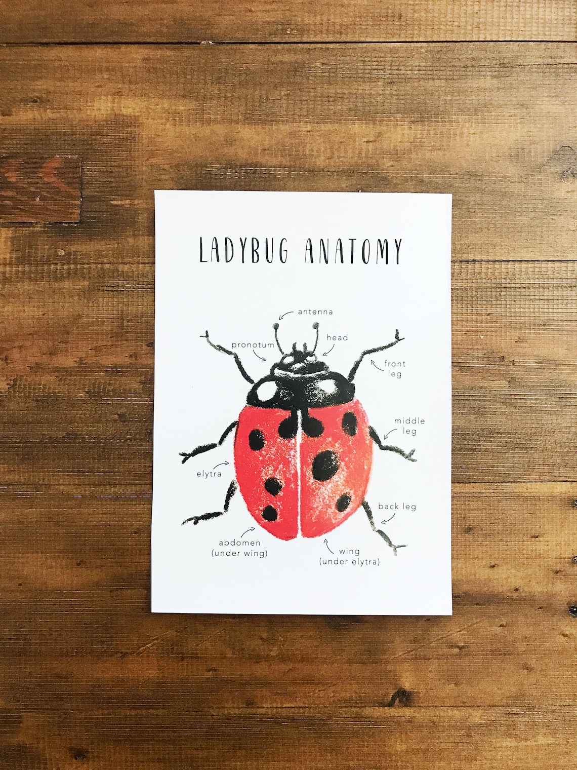 Ladybug Anatomy Printables Homeschool Resources Ladybugs - Etsy