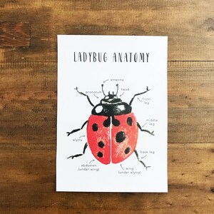 Ladybug Anatomy Printables Homeschool Resources Ladybugs Montessori ...