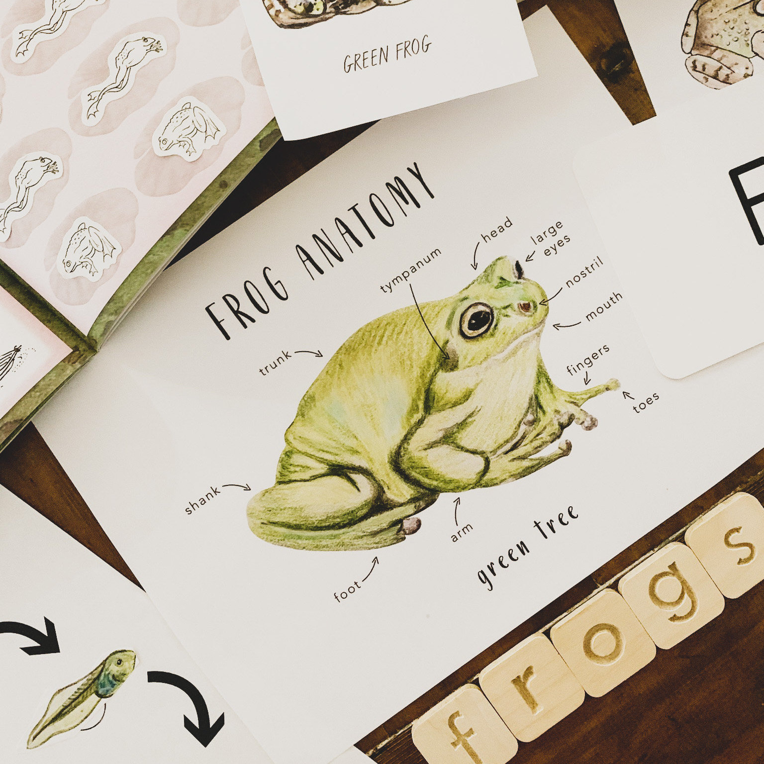 Frog Anatomy Printables Homeschool Resources Green Tree | Etsy