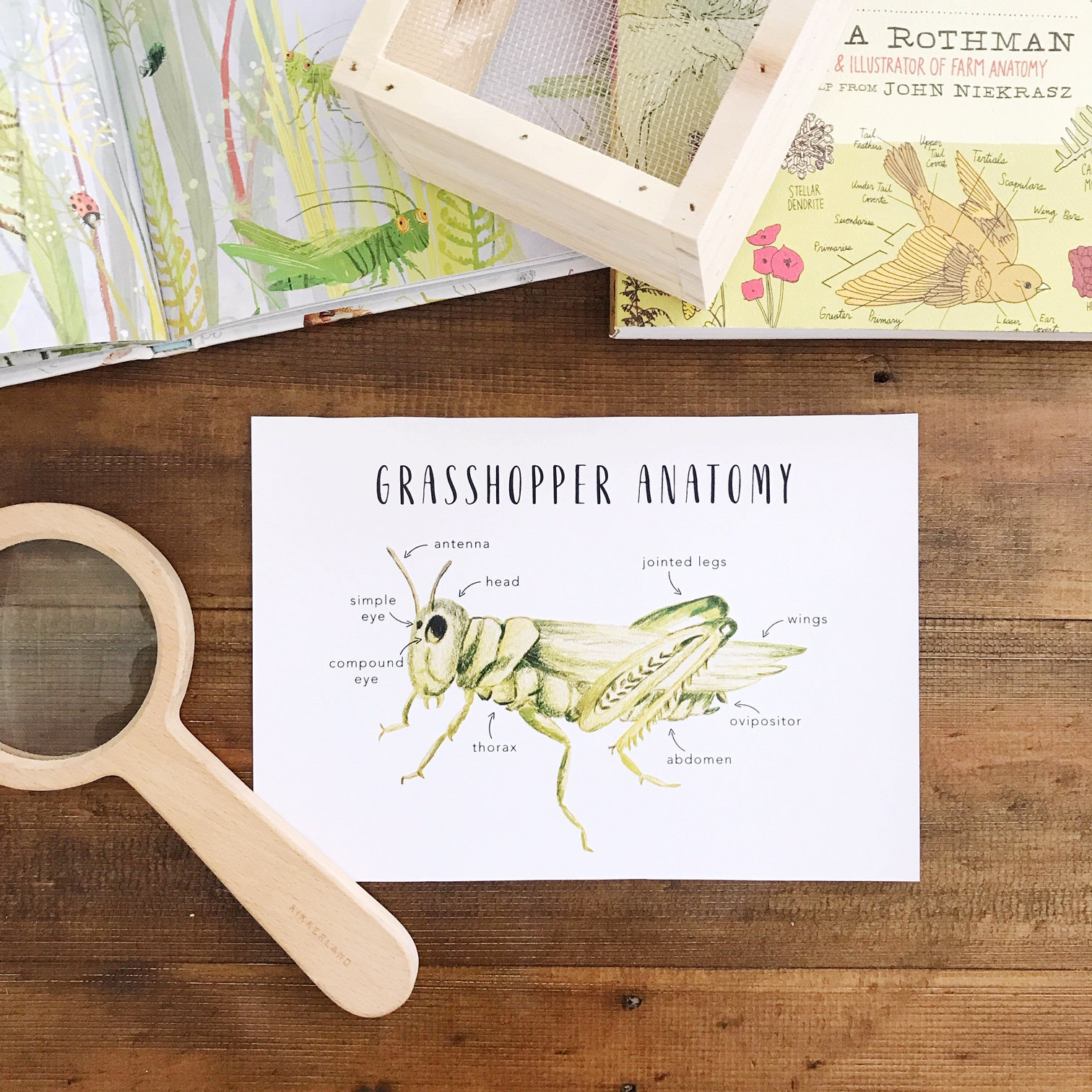 Grasshopper Anatomy Printables Homeschool Resources - Etsy