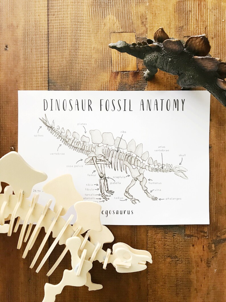 Dinosaur Fossil Anatomy Printables Homeschool Resources | Etsy