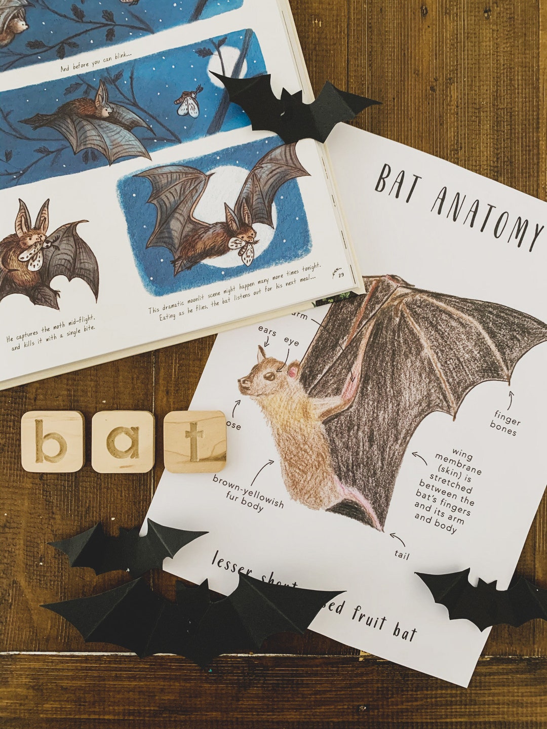 Bat Anatomy | Homeschool Printables | Homeschool Resources | Bats ...