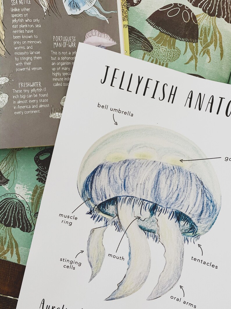 jellyfish anatomy homeschool printables homeschool etsy