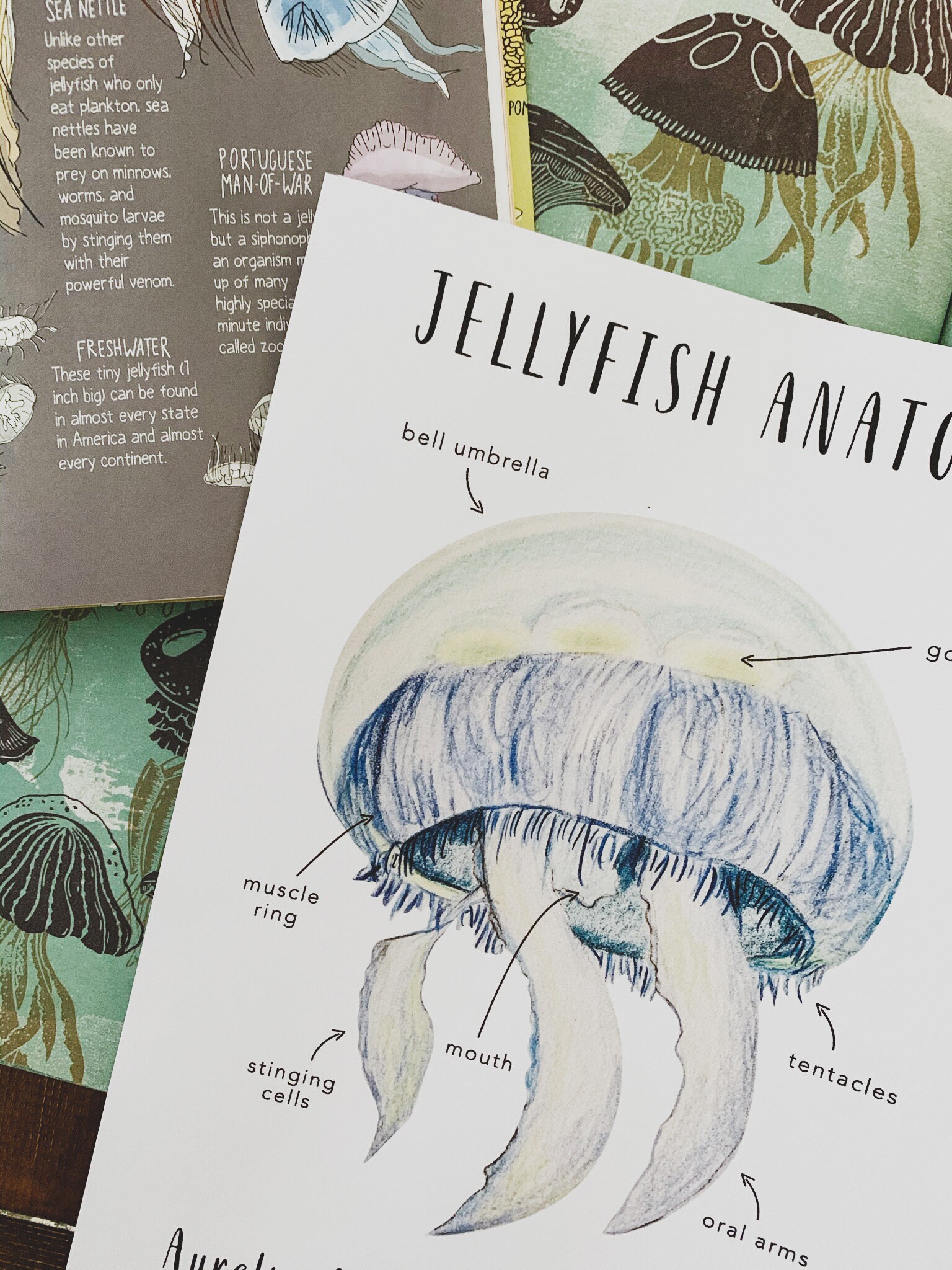 Jellyfish Anatomy Homeschool Printables Homeschool - Etsy