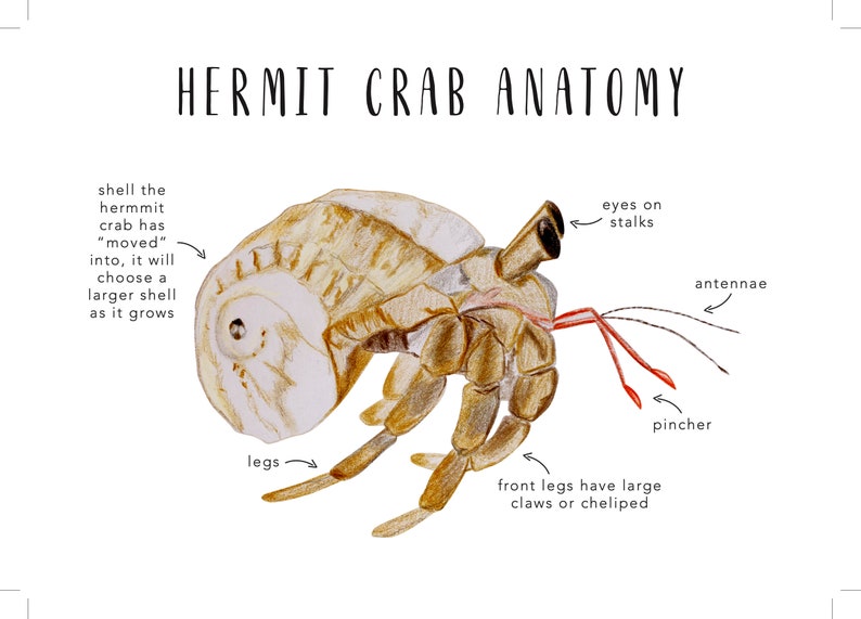 Hermit Crab Anatomy Homeschool Printables Homeschool Etsy