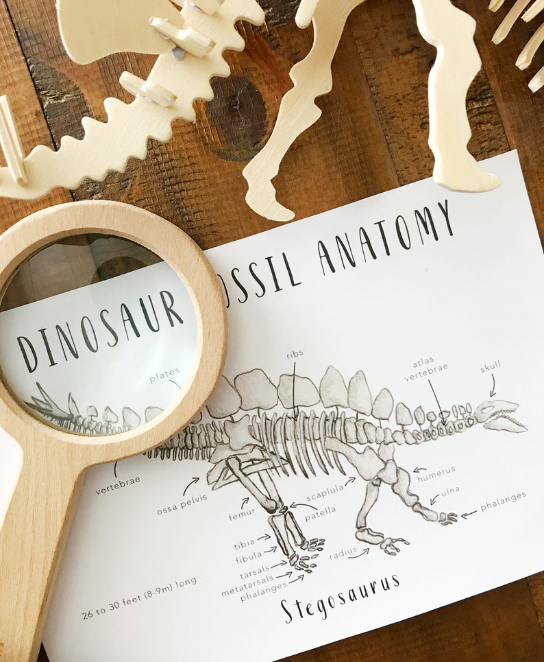 Dinosaur Fossil Anatomy Printables Homeschool Resources - Etsy Australia