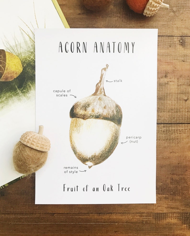 acorn-anatomy-printables-homeschool-resources-acorn-etsy