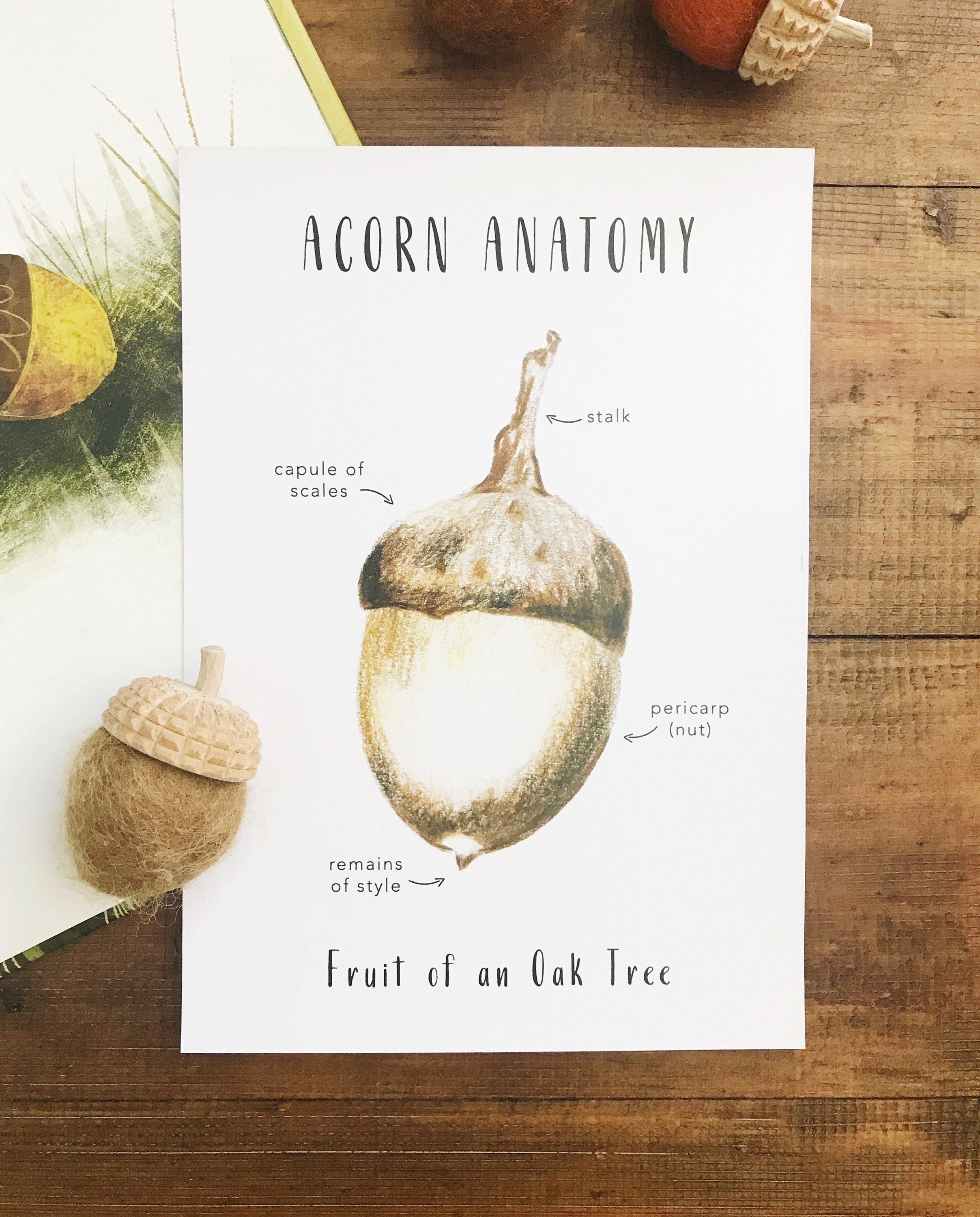 Acorn Anatomy Printables Homeschool Resources Acorn Etsy