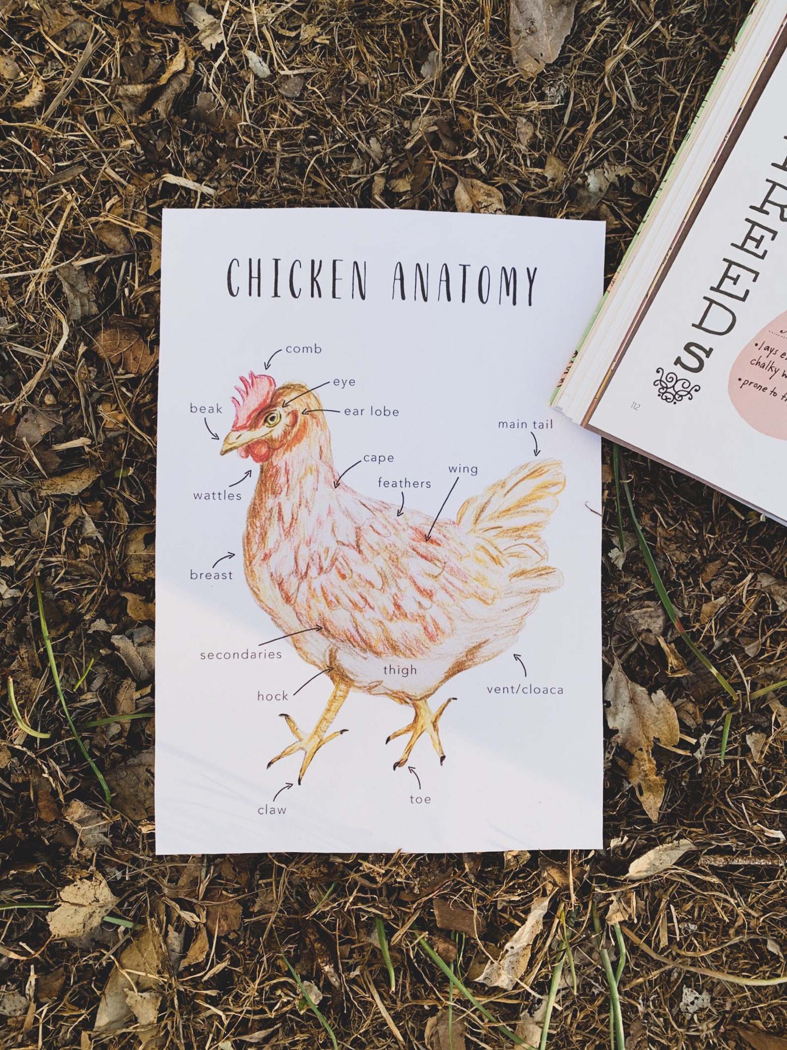 Chicken Anatomy Homeschool Printables Homeschool Resources | Etsy