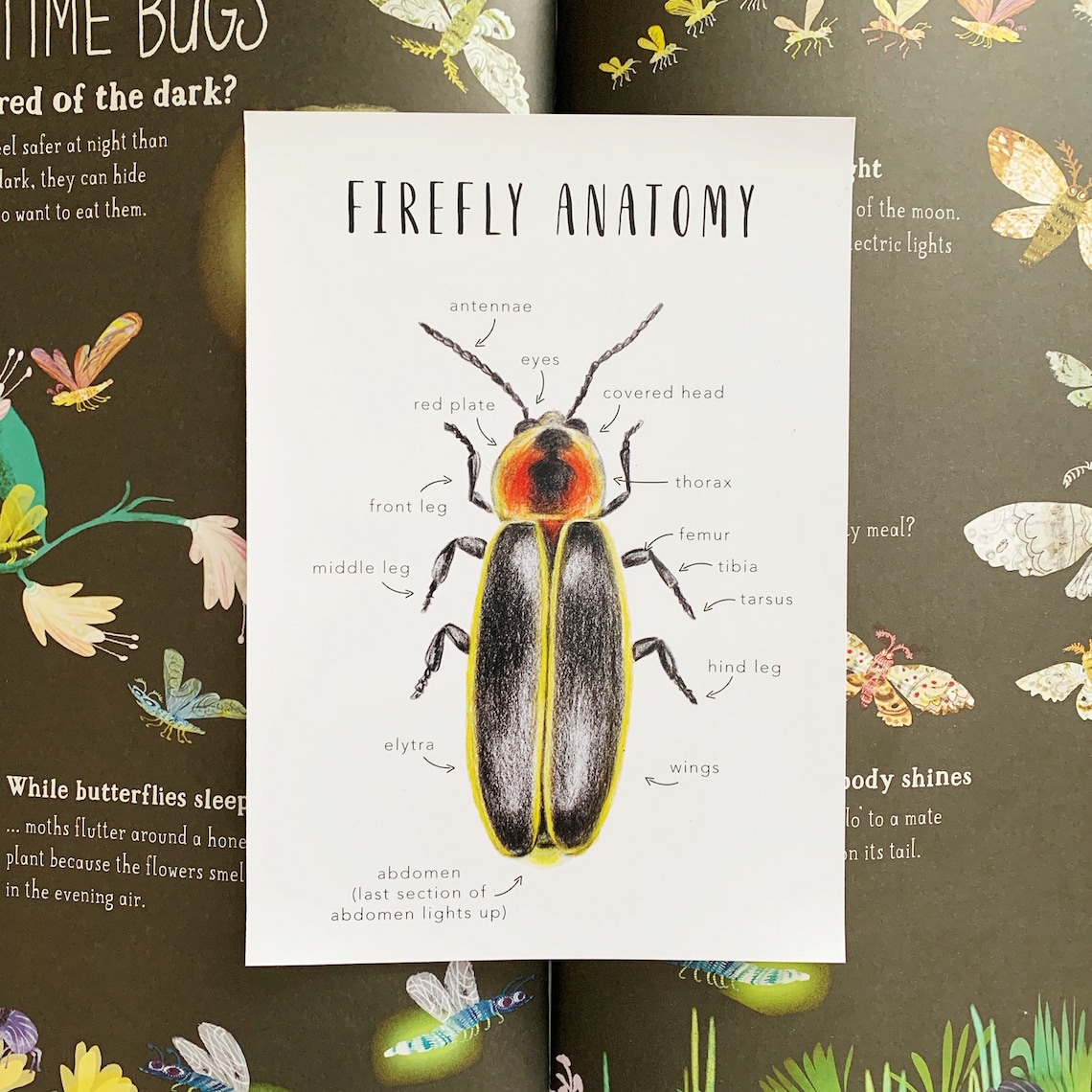 Firefly Anatomy Homeschool Printables Homeschool Resources Etsy