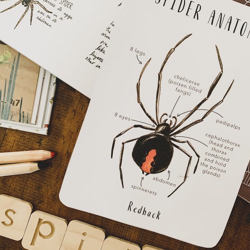 Spider Anatomy | Homeschool Printables | Homeschool Resources | Spiders | Redback | Montessori Cards | Learning Cards