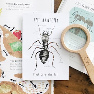 Ameise Anatomie | Homeschool Ausdrucke | Homeschool-Ressourcen | Ameise | Insekten | Montessori Karten | Lernkarten