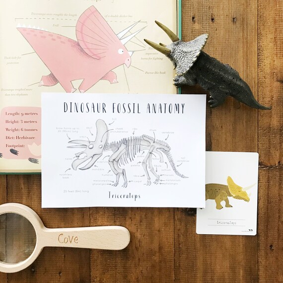 Dinosaur Fossil Anatomy Printables Homeschool Resources | Etsy Australia