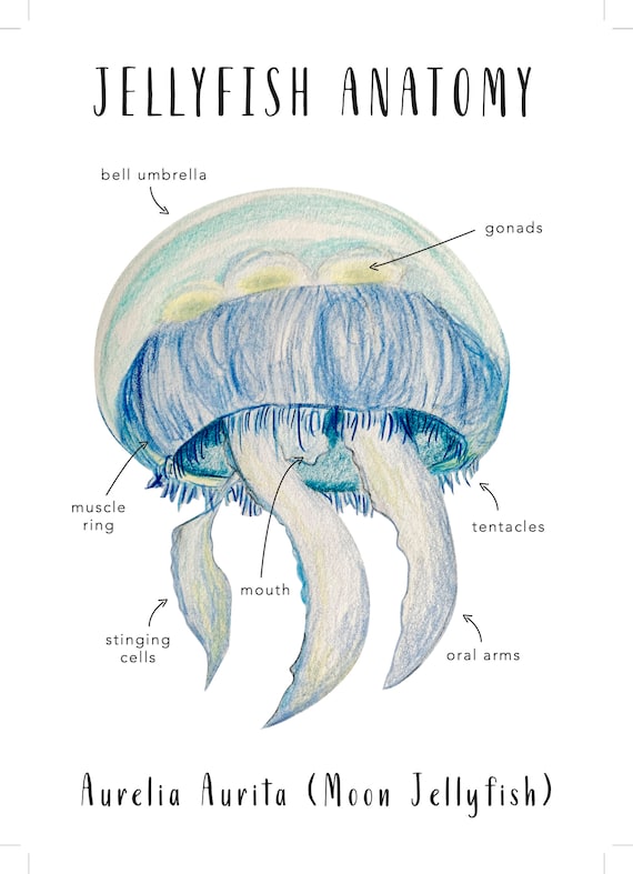 Jellyfish Anatomy