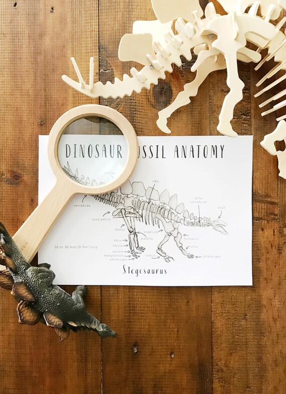 Dinosaur Fossil Anatomy Printables Homeschool Resources | Etsy Australia