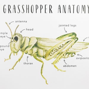 Grasshopper Anatomy | Printables | Homeschool Resources | Nature ...