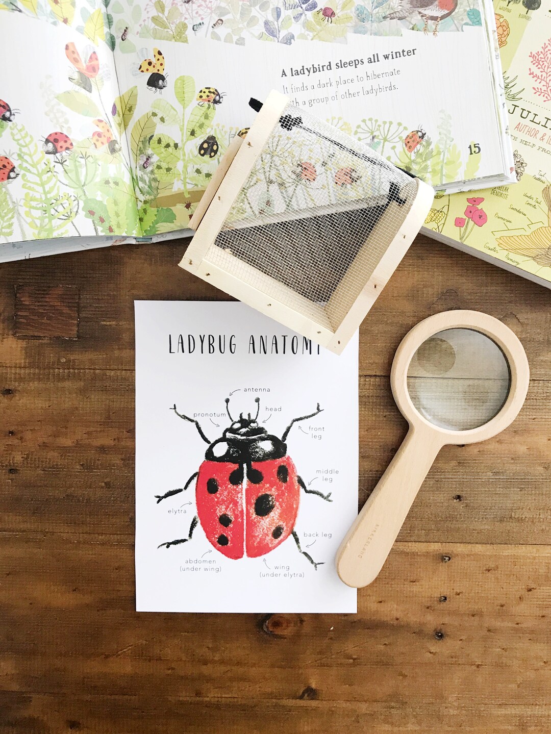 Ladybug Anatomy Printables Homeschool Resources Ladybugs Montessori ...