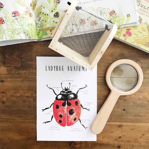 Ladybug Anatomy | Printables | Homeschool Resources | Ladybugs | Montessori Cards | Learning Cards