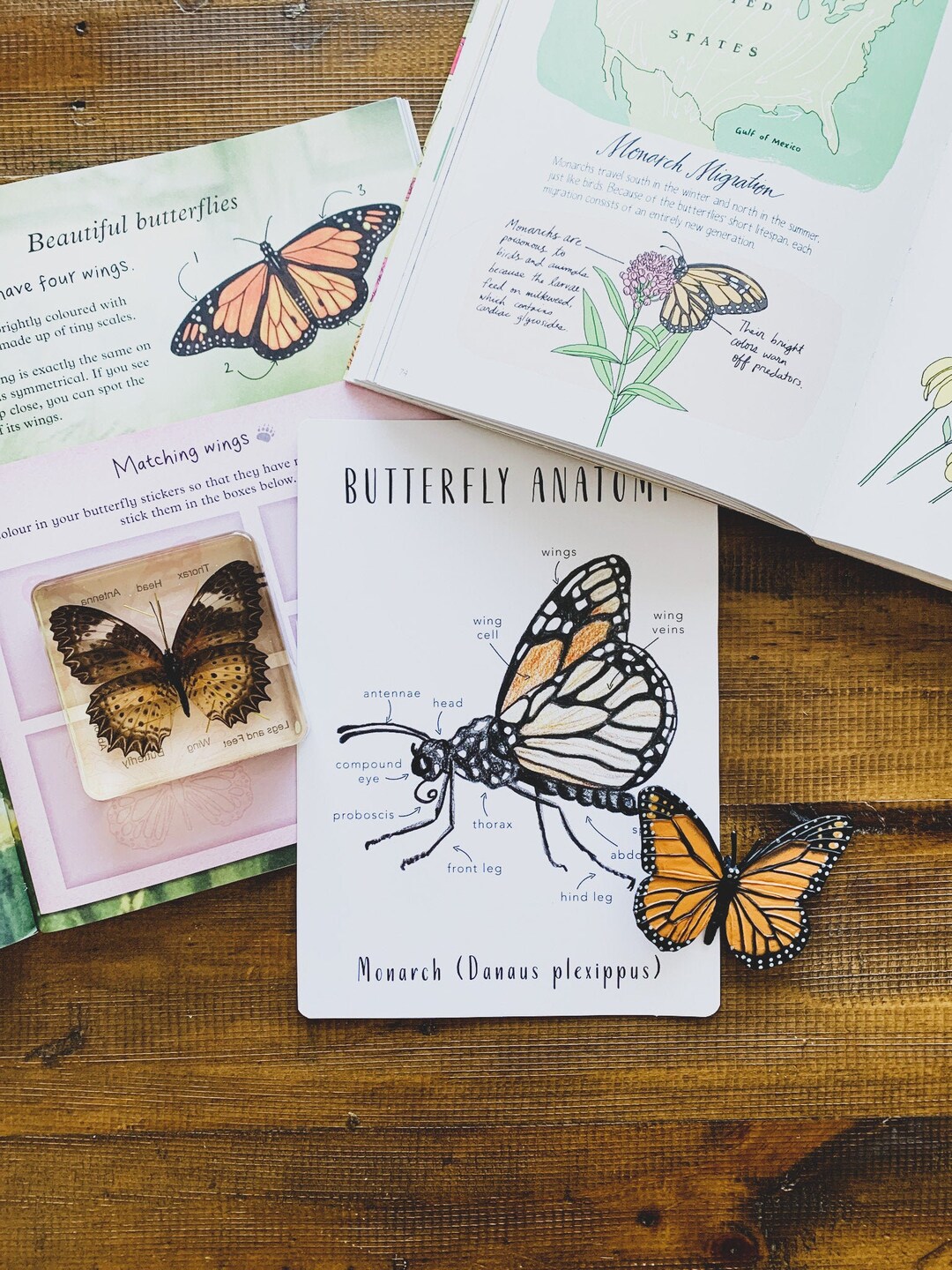 Monarch Butterfly Anatomy | Homeschool Printables | Homeschool ...