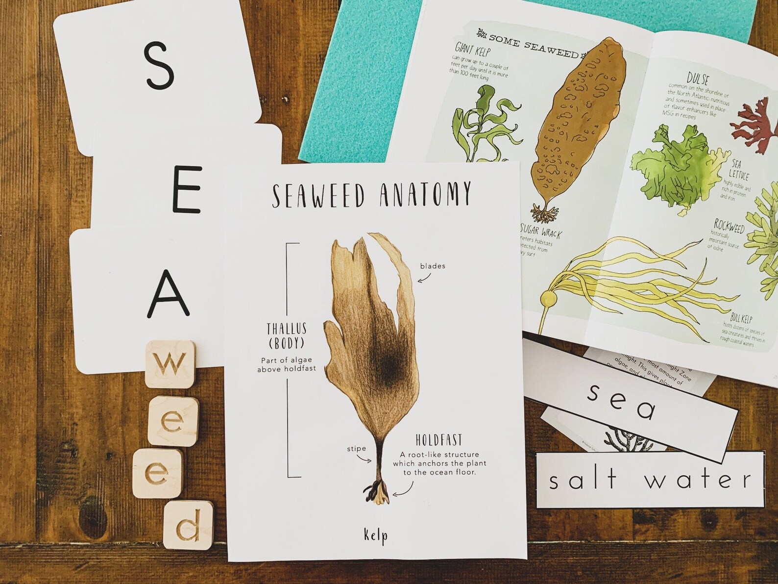 Seaweed Anatomy Printables Homeschool Resources Earth Montessori Cards ...