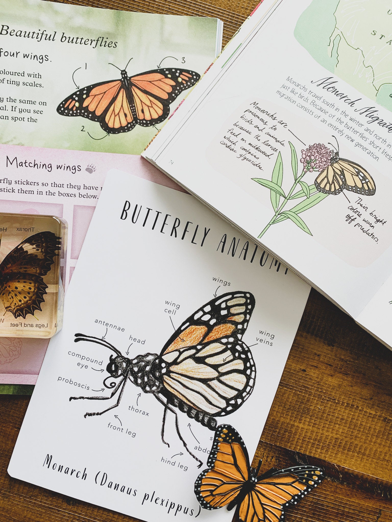 Monarch Butterfly Anatomy Homeschool Printables Homeschool - Etsy Australia