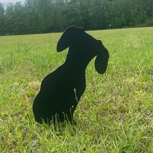 The Curious Dachshund