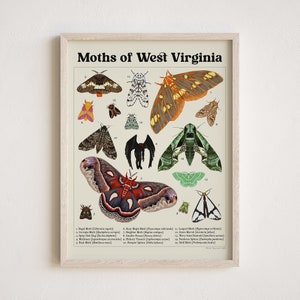 Moths of West Virginia with Mothman Print - Scientific Illustration - Entomology - Lepidoptera - Natural History