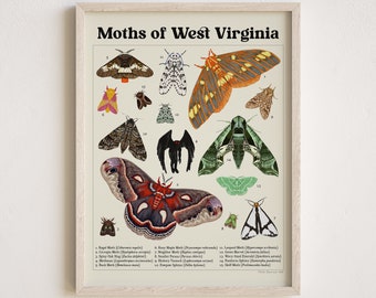 Moths of West Virginia with Mothman Print - Scientific Illustration - Entomology - Lepidoptera - Natural History