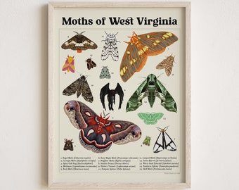May include: A vintage-style illustrated poster featuring 15 different moths native to West Virginia. The poster has a beige background with black text and illustrations of the moths in various colors, including red, green, brown, black, white, and yellow.