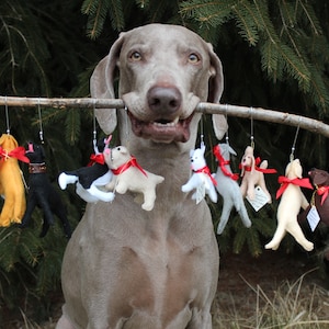 Pu&ograve; includere: Un cane Weimaraner tiene un ramo in bocca con una serie di ornamenti per cani in feltro appesi. Gli ornamenti sono di vari colori e motivi, tra cui bianco e nero, marrone e giallo.