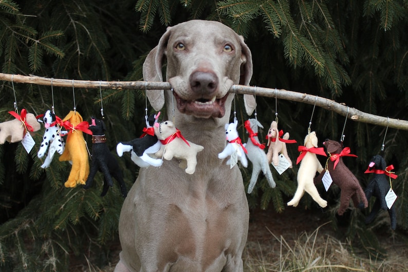 Pu&ograve; includere: Un cane Weimaraner tiene un ramo in bocca con una serie di ornamenti per cani in feltro appesi. Gli ornamenti sono di vari colori e motivi, tra cui bianco e nero, marrone e giallo.