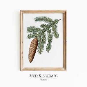 Pine Cone Tree Branch Winter Vintage Painting Wall Art Print | Digital Printable | Holiday Decor | 50