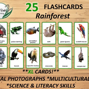 Flashcards, Printable Flashcard, Jungle Animal Card, Montessori Flashcard, Rainforest Animal, Animal Flashcard, RAINFOREST ANIMAL FLASHCARDS