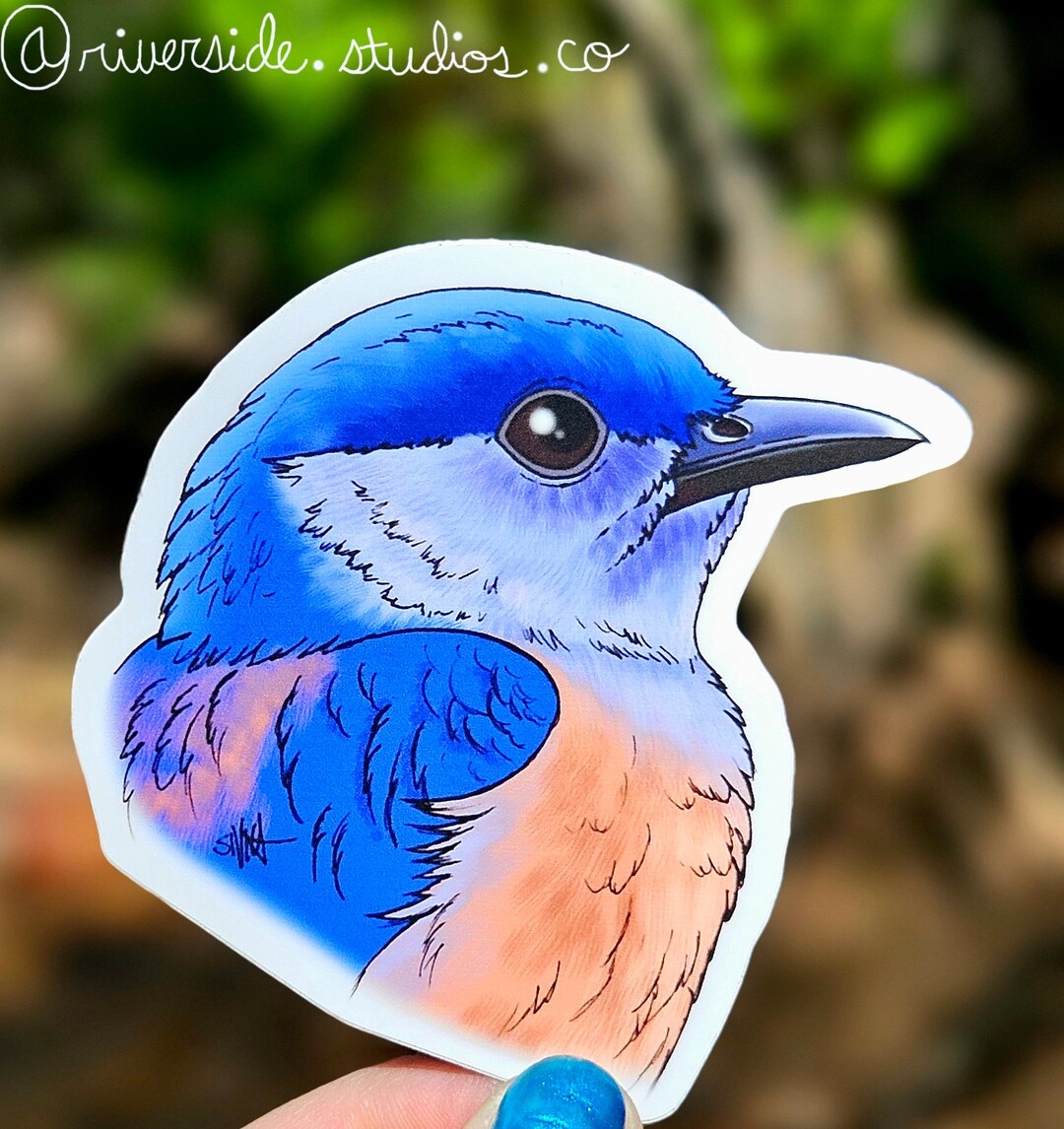 Western Bluebird Vinyl Sticker 3
