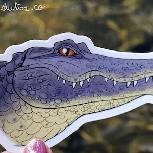American Alligator Vinyl Sticker 3&quot; Original Fantasy Florida Wildlife Art Animal