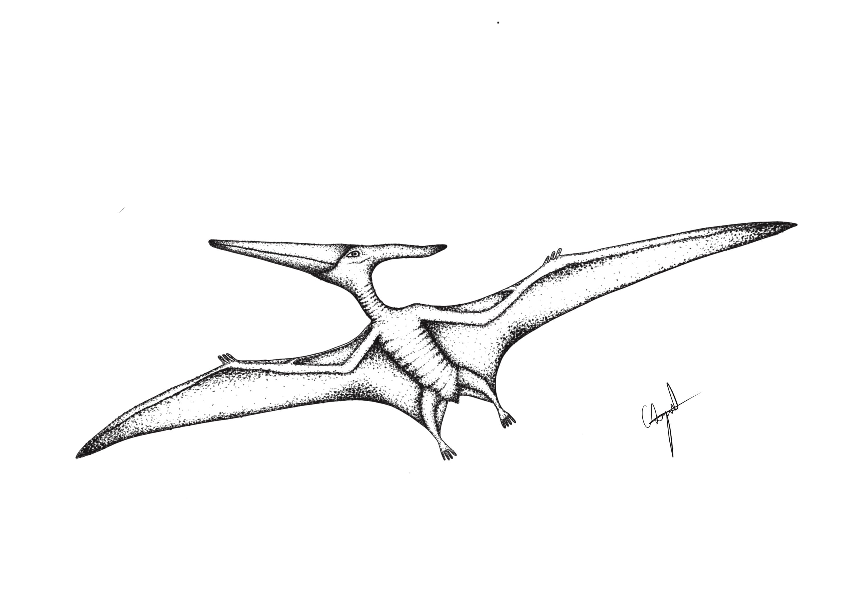 240 Pterodactyl Flying Drawing Illustrations RoyaltyFree Vector Graphics   Clip Art  iStock