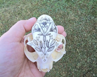 Hand Painted  Bobs Your Uncle Skull - as well as -  Sylvester and Tom Foolery Painted Skull - Display Skull -  Real Skull