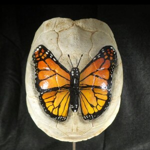 Hand Painted Turtle Shell Painted Shell, Small Painted Turtle Shell ...