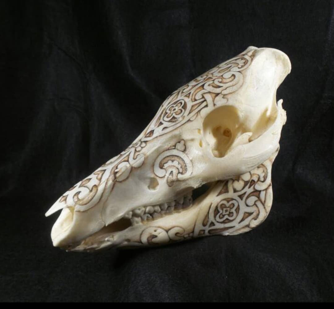 Painted Skull - Decorative Boar Skull - Reall Taxidermy Pig Skull ...