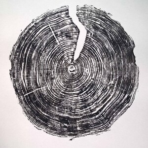 50 Years Old Alder Original Print of Tree Rings Wall Decor - Etsy