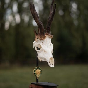 Trophy pedestal roe deer buck Parvus Cranium Design red stag wild boar