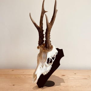 Trophy pedestal roe buck Primus Cranium Design red stag wild boar