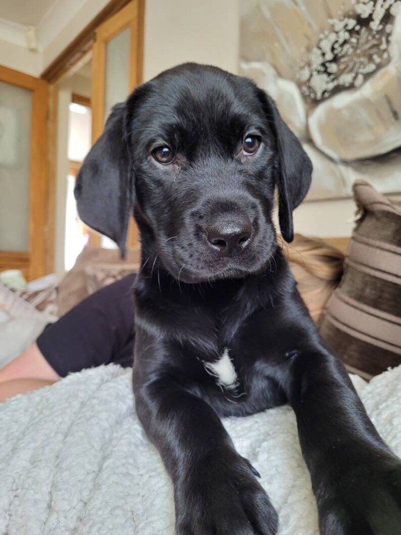 Laser Engraved photo keyring with gift box. Engraved from any Etsy