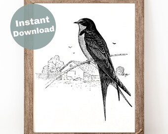 Lámina de golondrina común: Arte mural vintage de aves (descarga digital)