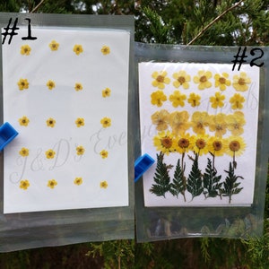 Petites fleurs séchées/Fleurs séchées avec tige/Fleurs stabilisées/Fougères pressées/Fleurs pressées cartes/Petites fleurs pressées/Petites fleurs pressées
