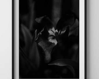 Flower Print, Botanical Art, Tulip Art, Flower Photography, Flower Poster, Botanical Photo, Flower Wall Art, Floral Print, Digital Download